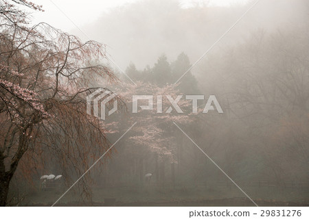 Mountain of spring 29831276