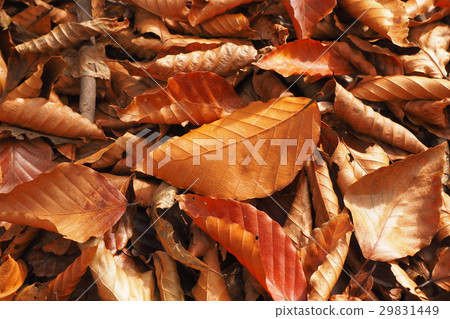 Beech fallen leaves 29831449