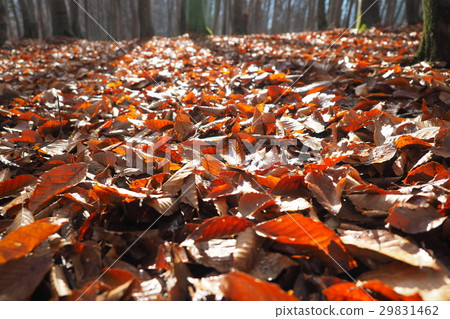 Deciduous beech forest 29831462