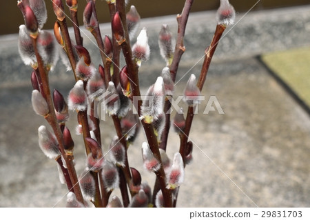 Akanagiyanagi (Neko) 29831703