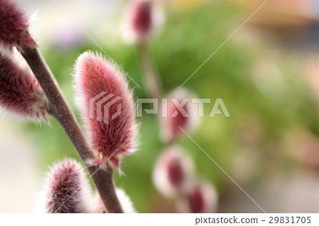 Akanagiyanagi (Neko) Akanagiyanagi (Neko) 29831705