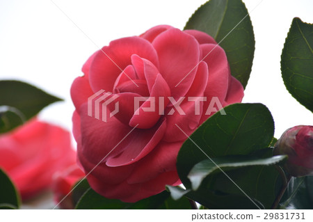 Camellia 29831731