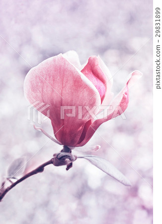 Flower of magnolia tree in spring garden Flower of magnolia tree in spring garden 29831899