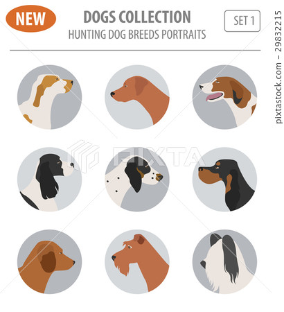 Hunting dog breeds set icon isolated on white Hunting dog breeds set icon isolated on white 29832215