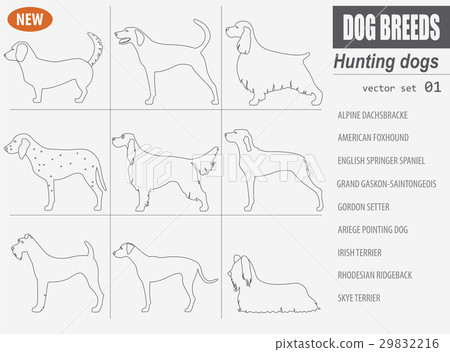Hunting dog breeds set icon isolated on white  29832216