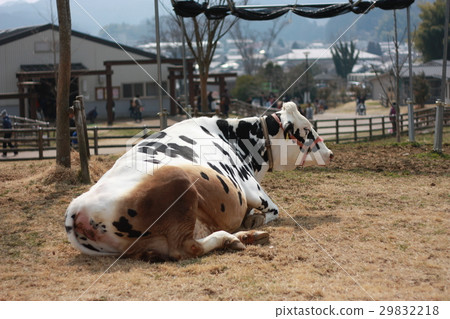 Lying cow 29832218
