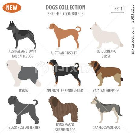 Shepherd dog breeds, sheepdogs set icon isolated  29832219