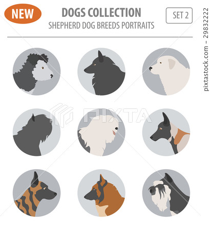Shepherd dog breeds, sheepdogs set icon isolated  29832222