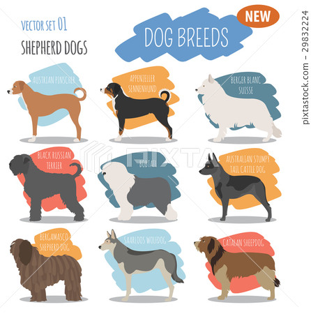 Shepherd dog breeds, sheepdogs set icon isolated  29832224
