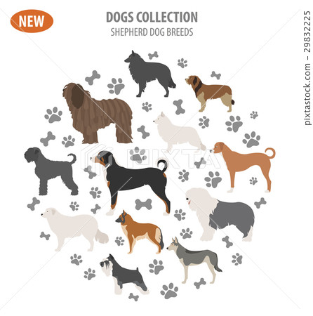 Shepherd dog breeds, sheepdogs set icon isolated  29832225