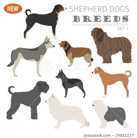 Shepherd dog breeds, sheepdogs set icon isolated  29832227