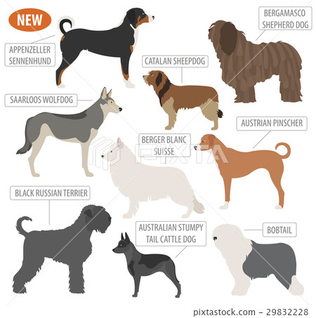 Shepherd dog breeds, sheepdogs set icon isolated  29832228