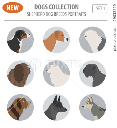 Shepherd dog breeds, sheepdogs set icon isolated  29832229