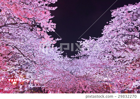 目黑川的夜櫻 目黑川的夜櫻 29832270