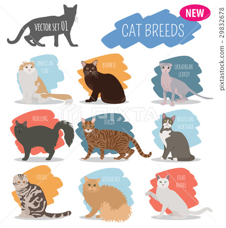 Cat breeds icon set flat style isolated on white 29832678