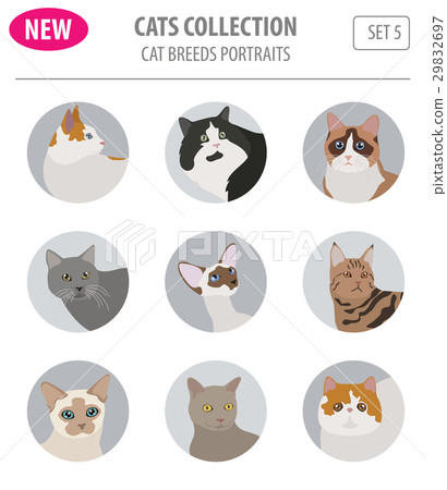 Cat breeds icon set flat style isolated on white 29832697