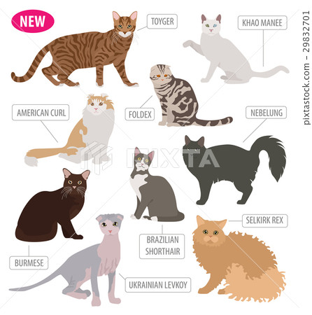 Cat breeds icon set flat style isolated on white Cat breeds icon set flat style isolated on white 29832701