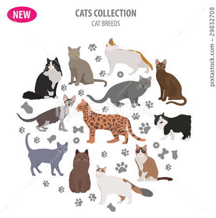Cat breeds icon set flat style isolated on white 29832708