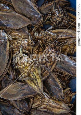 Giant Water Bug Giant Water Bug 29832899