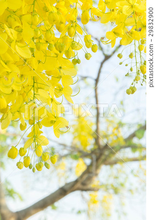 Golden shower flowers , yellowe flowers in summer 29832900