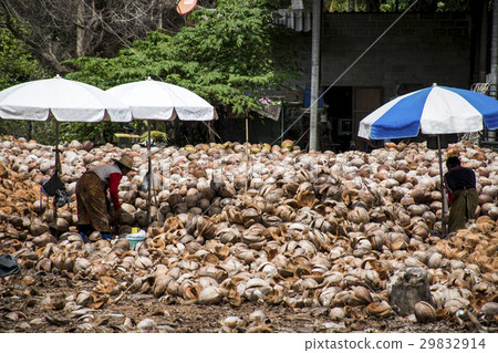 Koh Phangan thailand 28.09.2015 - local workers Koh Phangan thailand 28.09.2015 - local workers 29832914