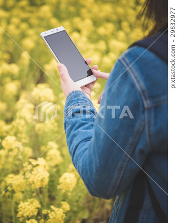 Rape blossoms 29832977