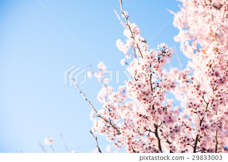 Cherry Blossoms	 29833003