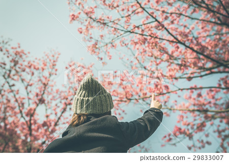 小櫻和女 29833007