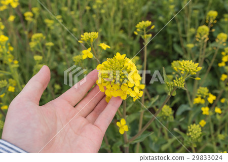 強姦開花 29833024