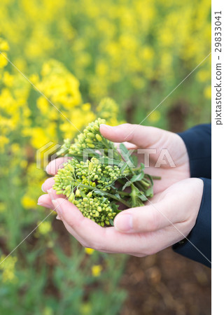 Rape blossoms 29833041