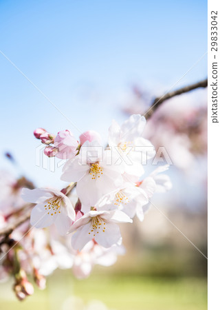 Yoshino cherry tree 29833042