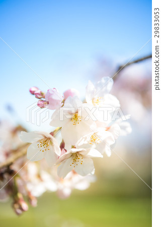 Yoshino cherry tree 29833053