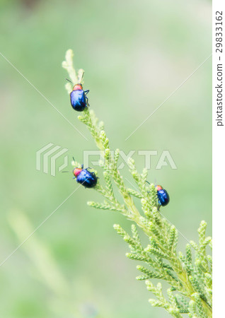 ladybugs in ourdoors , Insect on the tree 29833162