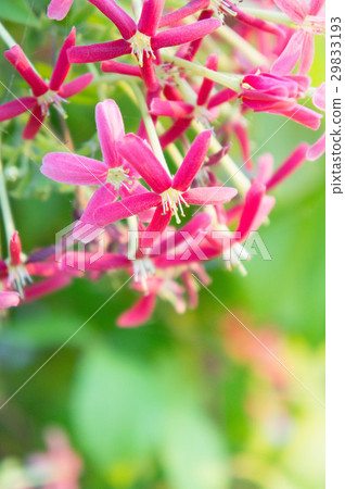 Rangoon Creeper flowers,Chinese honey blossom pink Rangoon Creeper flowers,Chinese honey blossom pink 29833193