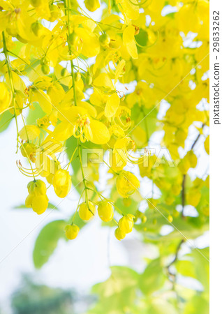 Cassia fistula flowers, Golden shower flowers  29833262