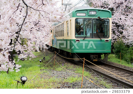 Local train with cherry blossom in Kyoto, Japan. 29833379