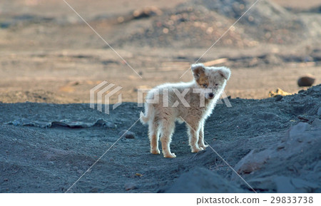 Vagabond puppy dog Vagabond puppy dog 29833738