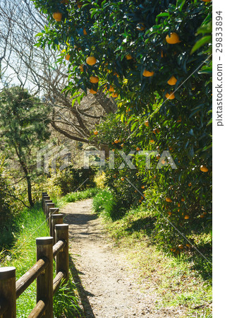 Promenade of Satsuko Pass 29833894