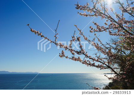 駿河灣和淡淡的櫻花 駿河灣和淡淡的櫻花 29833913