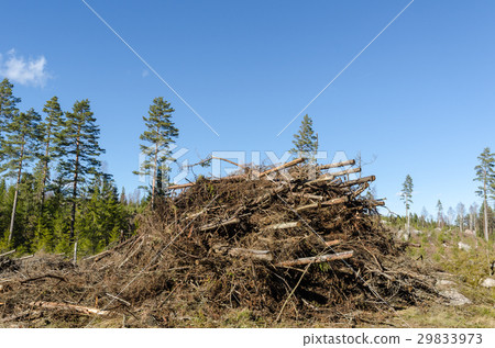 Firewood of felling residues Firewood of felling residues 29833973