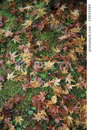 Maple falling on moss Maple falling on moss 29834364