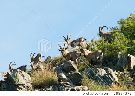 The family of mountain goats 29834372