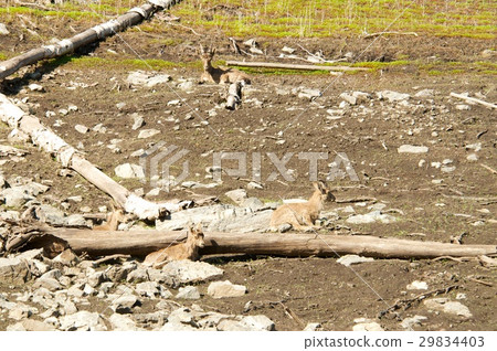 Mountain goat descends on stones Mountain goat descends on stones 29834403