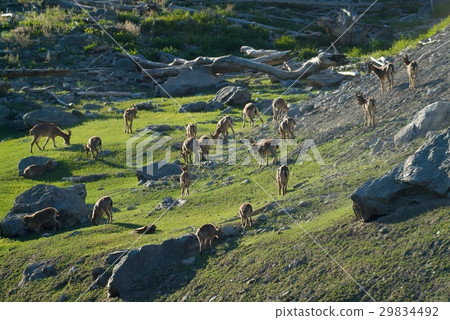 The family of mountain goats The family of mountain goats 29834492