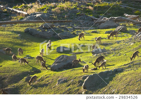 The family of mountain goats The family of mountain goats 29834526