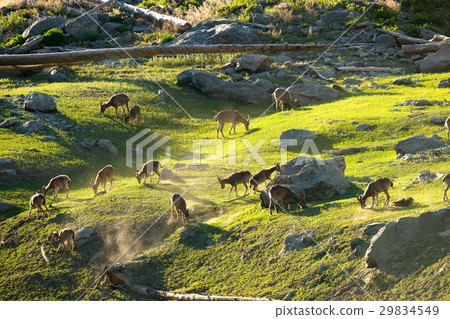 The family of mountain goats 29834549