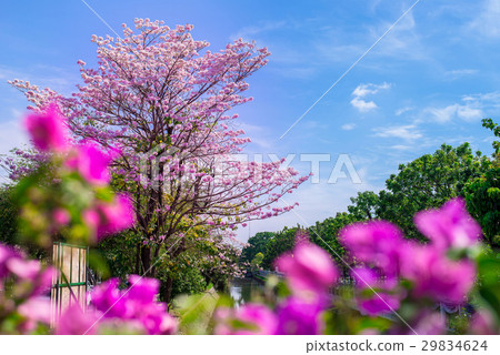 Pink trumpet flowers on tree with blue sky 29834624