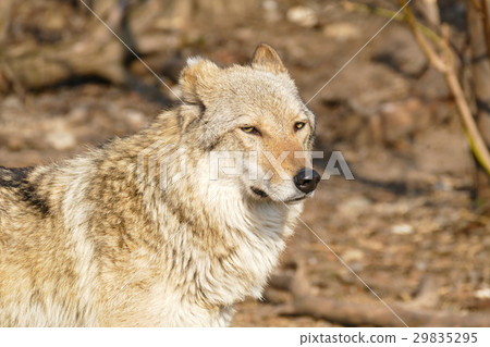Wolf steppe 29835295
