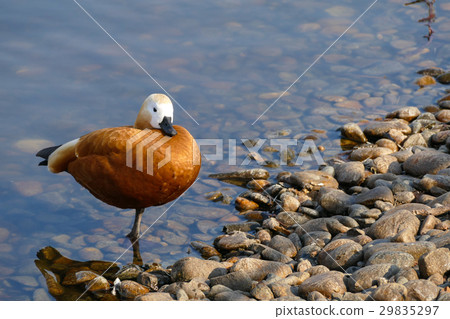 Ogar, varvanka - red duck 29835297
