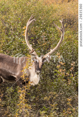 Caribou Bull in Velvet Caribou Bull in Velvet 29835360